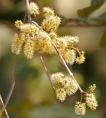 Image result for Combretum celastroides