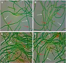 Amazing pictures of 8 pictures of plant cells under a microscope is totally great for your biological science knowledge. Bright Field Microscopic Images Of Control And Treated Nostoc Muscorum Download Scientific Diagram