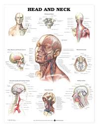 head and neck anatomical chart