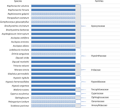 Image result for Walleria nutans