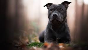 Adopt a dog from your local shelter or pure breed rescue organization. National Black Dog Day 10 Awesome Reasons To Adopt A Black Dog Dogtime