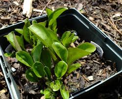 Image result for Swertia eminii