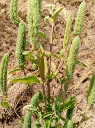 Image result for Hyptis