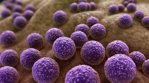 Image result for Staphylococcus