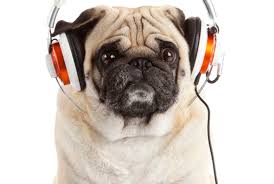 7 Scientific Studies About How Animals React To Music Mental Floss