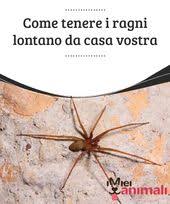 Come Tenere I Ragni Lontano Da Casa Vostra My Animals Cane Fai Da Te Case Per Gatto Casette Per Cani