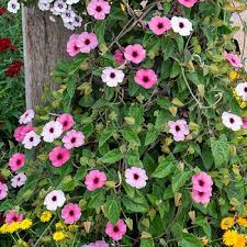 Pin On Plants