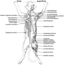 This is a tutorial to quickly s. Full Dorsal Diagram Shoulder Dorsal Arm Upper And Lower Back Bulb