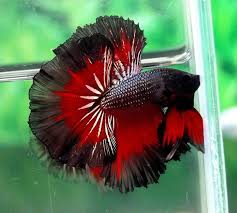 Rare Betta Fish Guys Wrong Look At One Of His Many Bettas For Sale And Tell Me That Con Imagenes Pescado Relleno Pez Lindo