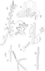 Image result for Harveya alectroides