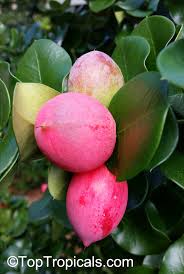 Our new, reusable, recyclable deep plugs are 7 or 9 inches deep and 2 or 2.5 inches in width. Carissa Macrocarpa Carissa Grandiflora Natal Plum Toptropicals Com