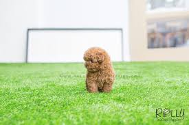 If you are looking for a teddy bear puppy for adoption in washington dc, virginia or maryland, the perfect place where you can adopt a perfect puppy is dc pups. Sold To Mitchell Teddy Bear Poodle M Rolly Pups Inc