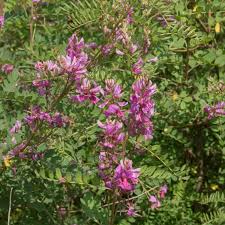 Image result for Indigofera emarginella