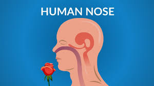 The nasal cavity is separated from the oral cavity below by a partition, the palate; Human Nose Functions How Your Nose Works Youtube
