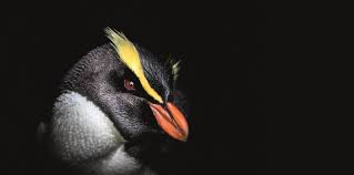 On average, they take around 2 hours to hatch once put in the incubator (note, it only counts time spent logged in). Penguins Of The Remote Rainforest Birdlife