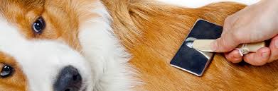 Affordable pet grooming usa animal kingdom grooming & daycare animal kingdom grooming & daycare animal kingdom grooming & daycare swedish puppy spa happy paws dog groomer, Liah S Pet Grooming Spa Is A Pet Spa In San Fernando Ca 91340
