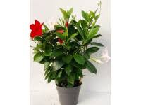 Image result for dipladenie sanderi obrázek