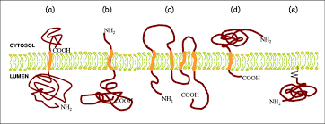 Schematic Drawing Showing The Five Types Of Membrane Proteins A Type Download Scientific Diagram