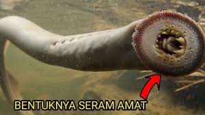 Check spelling or type a new query. Bentuknya Serem Amat 7 Ikan Bawah Laut Dengan Bentuk Aneh Menyeramkan Seperti Monster Laut Youtube
