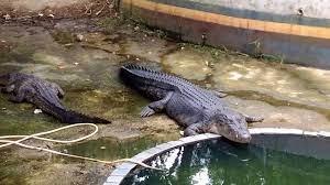 Jalan padang golf, 25050 kuantan, pahang, malaisia , suletud. Aqil Rayyan Amna Crocodile Mini Zoo Taman Teruntum Kuantan Malaysia 02 Youtube