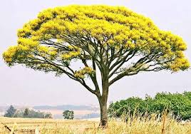 Image result for Schizolobium parahyba