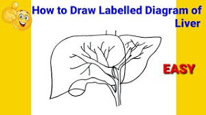 Worksheets are human anatomy magnetic puzzle life size hu. How To Draw Diagram Of Liver Easy Way To Draw Liver How To Draw Liver Easily Youtube