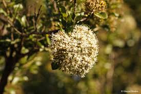 Image result for Nuxia congesta