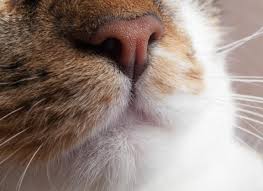 Chemotherapy has not shown to be effective. Nose And Sinus Cancer Squamous Cell Carcinoma In Cats Petmd