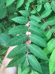 Image result for Toona