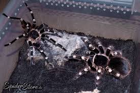 Acanthoscurria Geniculata Vogelspinnen Vogelspinne Spinne