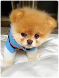 Suspicious This Morning Boo Says He Finds In His Humble Experience That Mondays Are Always Up To No Good Boo Dog Pomeranian Yavrusu Yavru Kopek