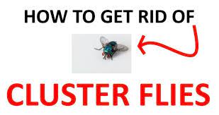 They'll likely be behind baseboards, around windows and nearby door trim. How To Get Rid Of Cluster Flies Fast 2021 Bugwiz