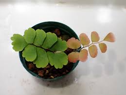 Image result for Adiantum soboliferum