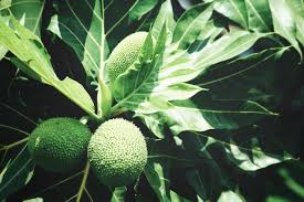 Maybe you would like to learn more about one of these? Meet Hawaiian Ulu The Protein Rich Tropical Superfruit Blue Zones