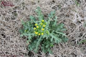 Image result for Synadenium angolense