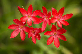 Image result for Hesperantha