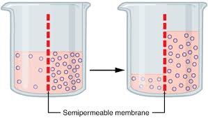 Movement of a solvent (such as water) through a semipermeable membrane (as of a living cell) into a solution of higher solute concentration that tends to equalize the concentrations of solute on the two sides of the membrane Osmosis Definition And Synonyms Of Osmosis In The English Dictionary