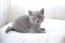 British Shorthair 2 Months Old British Shorthair Cats Tabby Cat British Shorthair