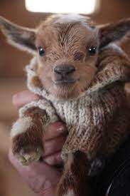 31 Adorable Animals In Sweaters Cute Funny Animals Baby Animals Funny Baby Animals