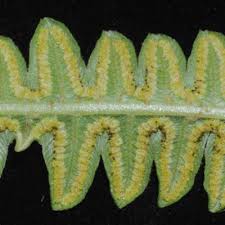 Image result for Amblovenatum opulentum