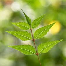 We did not find results for: Daun Mambu Segar Daun Semambu Segar Daun Neem Segar Daunsemambu Daunneem Semambu Neem Https Shopee Com My Daun Semambu Segar Daun Neem I 72000015 7907257273 Facebook
