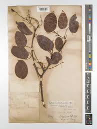 Image result for Rourea minor