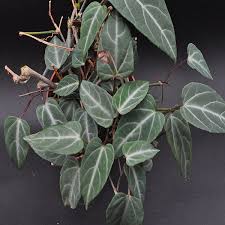 Image result for Cissus