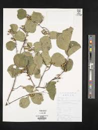 Image result for Allocassine laurifolia