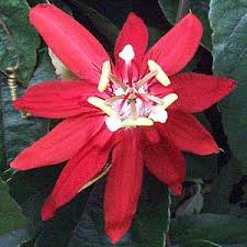 Image result for Passiflora vitifolia