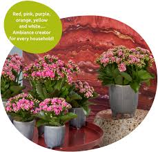 Image result for Kalanchoe rosalina