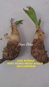 Pin Di Khazia Flowers