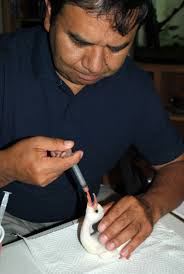 Bolivian Couple Lead the Way in Conserving, Caring for Rare Flamingos