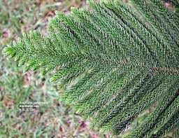 Image result for Araucariaceae