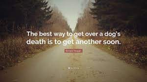 How to get over the death of a dog. Ronald Reagan Quote The Best Way To Get Over A Dog S Death Is To Get Another
